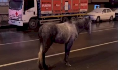 Şükrüpaşa’da Ayağı Sakat At İçin Yardım Bekleniyor