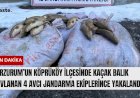 Erzurum’un Köprüköy ilçesinde kaçak balık avlanan 4 avcı jandarma ekiplerince yakalandı.
