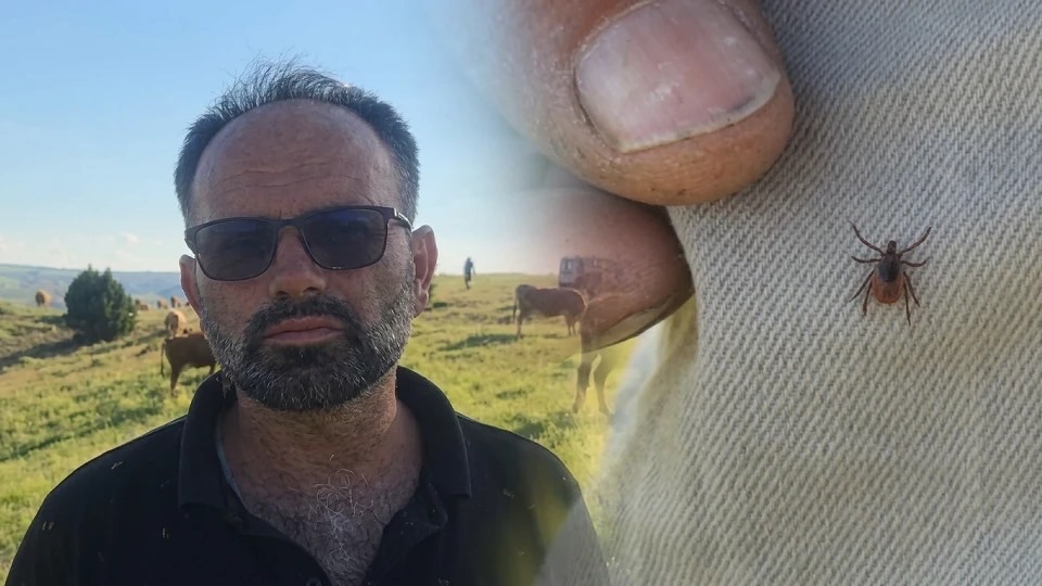 Kene yoğunluğu bu yıl daha erken ortaya çıktı